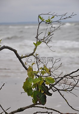 植物,分支,葉子