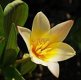 侏儒郁金香,開花,白