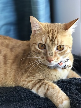 猫,虎斑猫,橙色