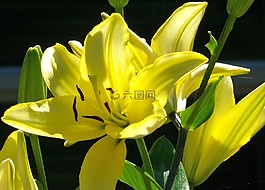 百合,花,春