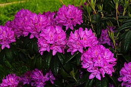 杜鵑,鮮花,布什