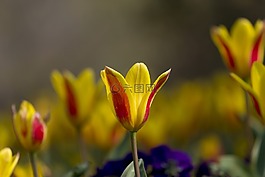 郁金香,性質(zhì),花