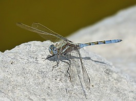 蓝蜻蜓,orthetrum chrysostigma,岩
