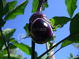茄子,西西里,意大利