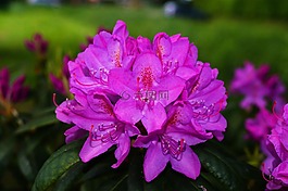 杜鹃,鲜花,布什