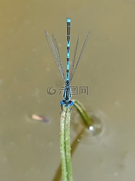 藍(lán)蜻蜓,豆娘,葉