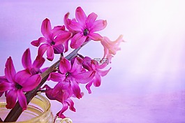 風(fēng)信子,花,鮮花
