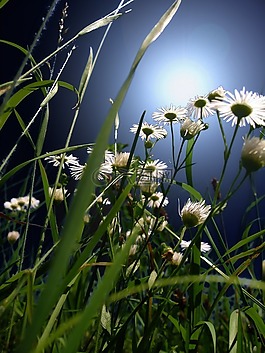 草地,雛菊,花