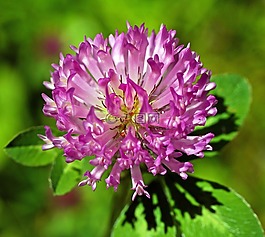 克萊,開花,花