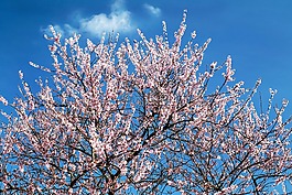 鲜花,粉红色,树