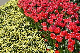 春,鮮花,自然