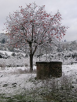 雪,樹,冬天