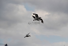 海鷗,鳥類,飛