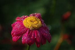 morgentau,開(kāi)花,關(guān)閉