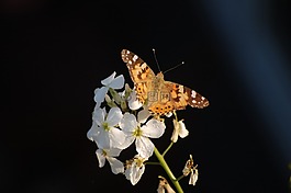 蝴蝶,開花,性質(zhì)