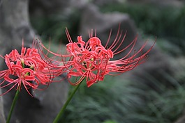 彼岸花,植物,自然