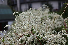 鮮花,性質(zhì),美麗的花