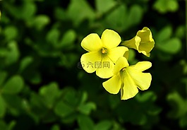 開花,黃色,黃色花