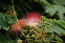 花,野花,異國(guó)情調(diào)