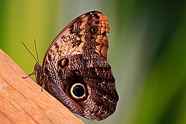 蝴蝶,性質(zhì),宏
