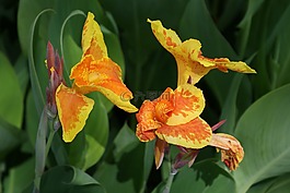 花,自然,黃色
