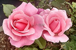 花,玫瑰,花瓣