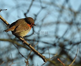 鳥,知更鳥,自然