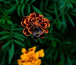 夏季,花卉,大黃蜂