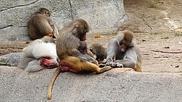 國家行動方案,猿,動物園