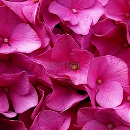 八仙花,花,開花