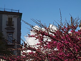 春,鮮花,那不勒斯