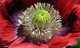 花,罂粟花园,红色