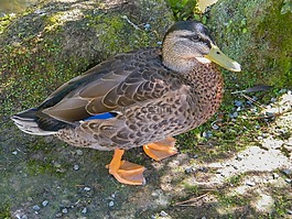 鴨,鳥,鳧
