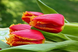 郁金香,花,紅色黃色