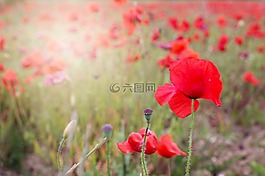 罂粟,红色,鲜花