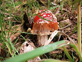 蘑菇,飛木耳,秋季