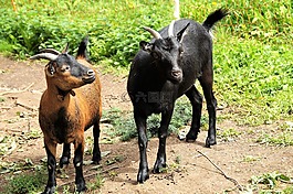 山羊,動物,農(nóng)場
