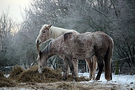 馬,雪,冬天
