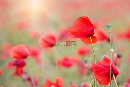 罂粟,红色,鲜花