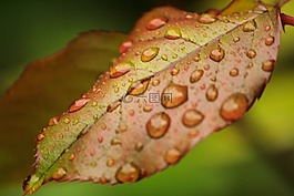 玫瑰,玫瑰花瓣