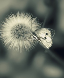 蝴蝶,花,昆蟲