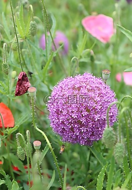 鮮花,花卉園,朝鮮花
