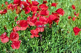 罌粟,花,開花