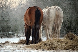 馬,雪,冬天
