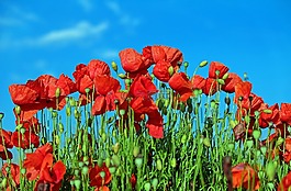 罌粟,klatschmohn,罌粟花
