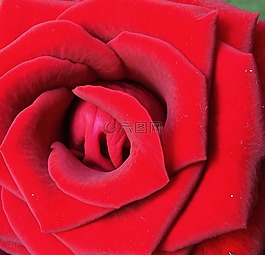 紅玫瑰,關(guān)閉了,花