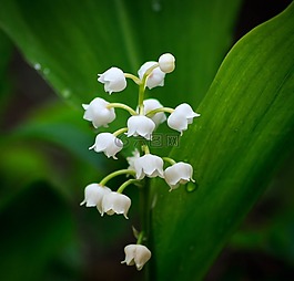 鈴蘭,花,春