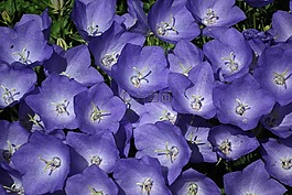花,rozwar,藍(lán)色