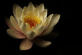 睡蓮,開(kāi)花,花