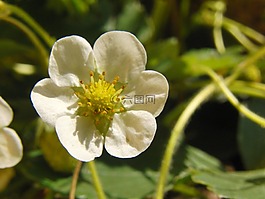草莓花,開花,白